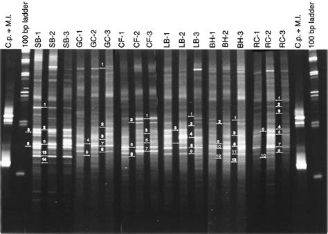 Dgge Pro Fi Les Of Microbial Communities Inhabiting Each River Site Download Scientific