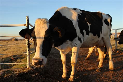 Dairy Cattle At The Oklahoma State University Dairy Barn Kitchensink