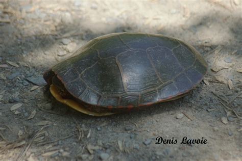 Tortue Au Repos