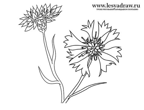 How To Draw A Cornflower With A Pencil Step By Step Blue Flower