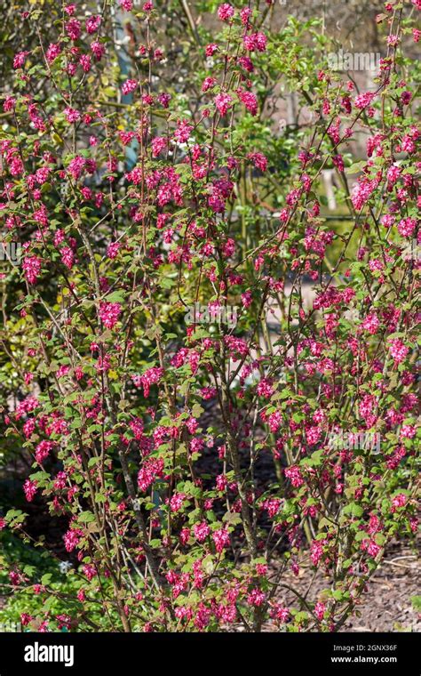 Ribes Sanguineum King Edward Vii An Early Spring Dark Red Flower