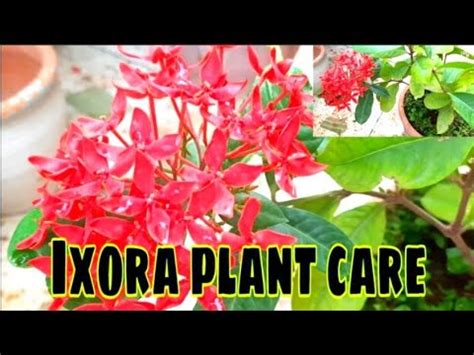 Ixora Plant Care Sumbul Sgarden Youtube