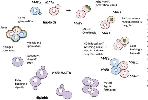 PDF Mating Type Genes And MAT Switching In Saccharomyces Cerevisiae