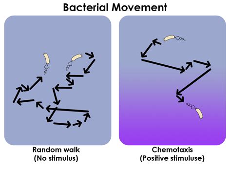 Chemotaxis Movement