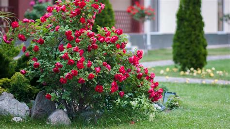 Red Rose Bush