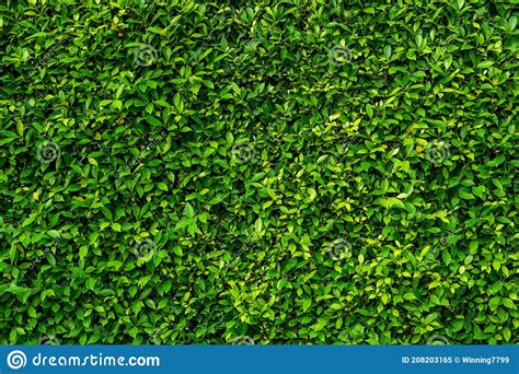 Green Leaves Wall Texture For Backdrop Design Nature Background Stock Image Image Of Fresh