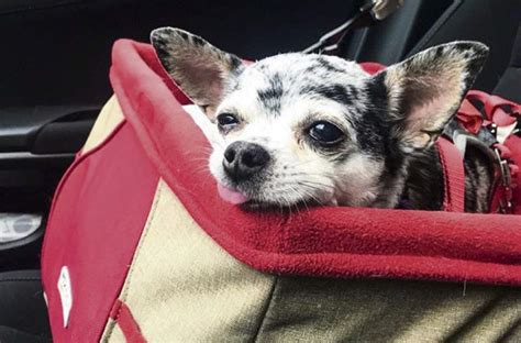 gtrlivinstagramluseal2