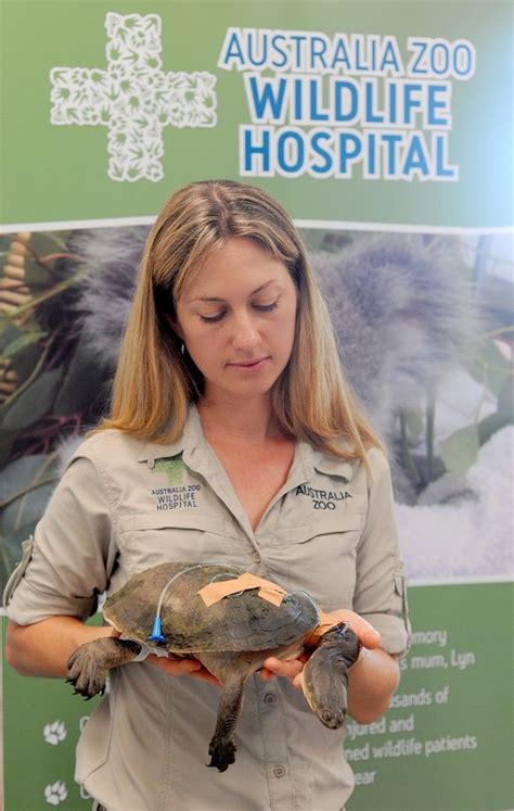 Wildlife Fight To Survive Floods Sunshine Coast Daily