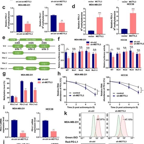 METTL3 increases m⁶A modification and expression of PD L1 mRNA a b The