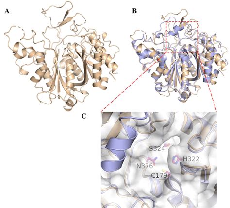 Crystal Structure Of Tas Ks A The Overall Structure Of Tas Ks Pdb