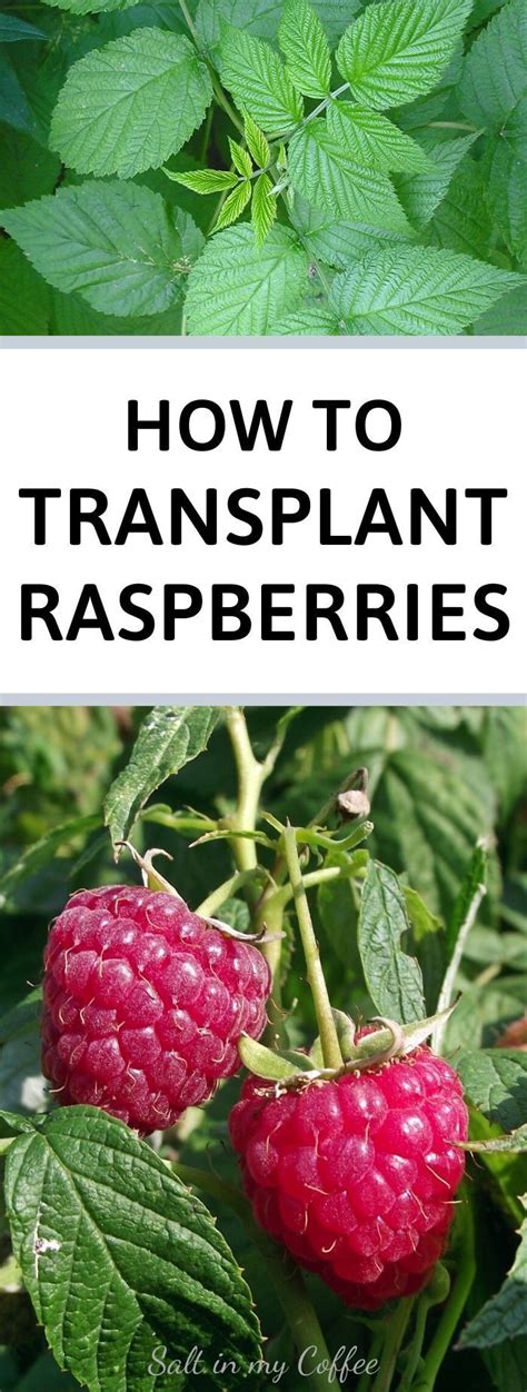 Transplanting Raspberries In Summer Salt In My Coffee Berry Garden Raspberry Plants