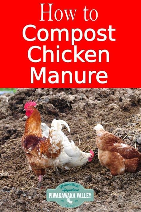 How To Compost Chicken Manure Properly So That You Dont Loose The