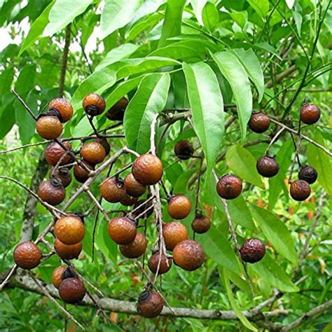 SHOP 360 GARDEN Sapindus Marginatus Soap Nut Reetha Indian Soapberry