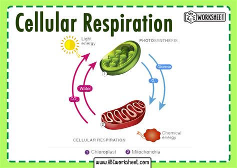 Cellular Respiration Reactants - ABC Worksheet