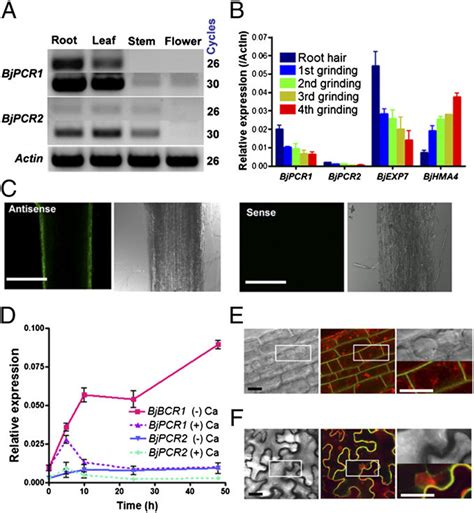 Expression Pattern And Subcellular Localization Of BjPCR1 A