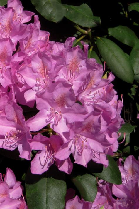 Buy Roseum Pink Rhododendron Free Shipping Wilson Bros Gardens 3 Gallon Pot For Sale Online