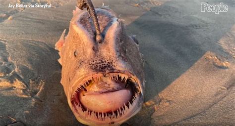 Rare Pacific Footballfish Found Washed Ashore In California