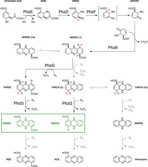 The Structural Biology Of Phenazine Biosynthesis Pmc