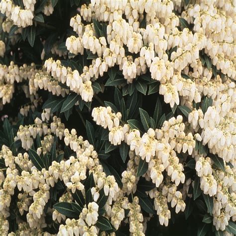 Pieris Japonica Cavatine Japanese Andromeda Siteone