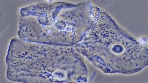 Human Epithelial Cells Light Microscope