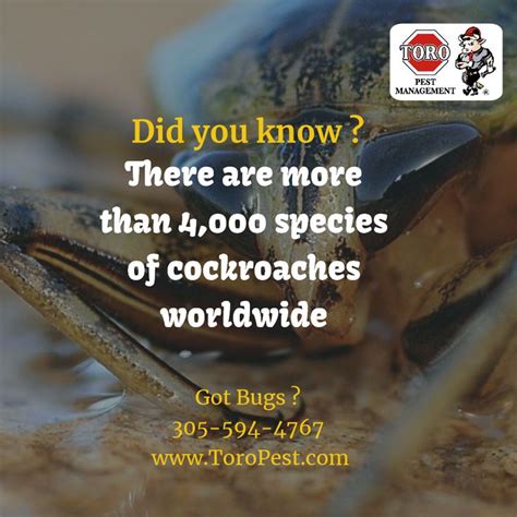 There Are More Than Species Of Cockroaches Worldwide