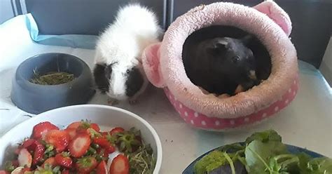 Rescue Piggies Album On Imgur