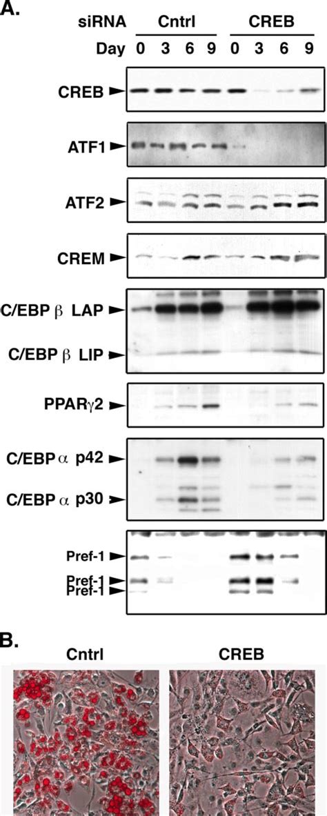 Depletion Of Creb And Atf1 Inhibits Adipogenic Conversion Of 3t3 L1