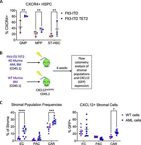 Flt3 ITD AML Alters The BM Microenvironment And Increases CXCL12