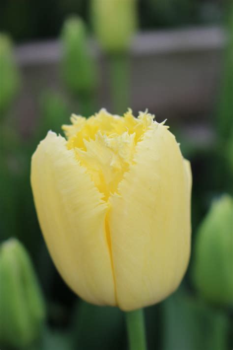 Tulip Maja Brighter Blooms