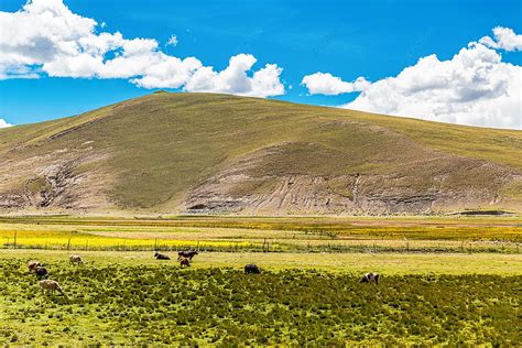 Yanghu Natural Pasture Grassland In Tibet Background Alpine Plain