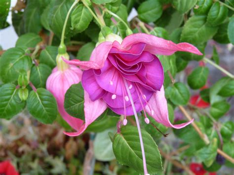 Fotos Gratis Flor Botánica Jardín Rosado Flora Arbusto Fucsia