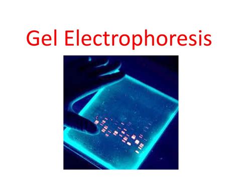 Gel Electrophoresis Ppt Download