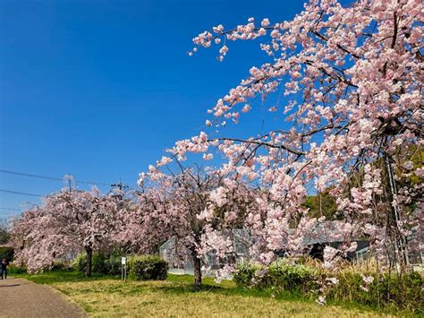 名古屋市平和公園（しだれ桜）名古屋市千種区の観光・撮影スポットの名所 東海カメラマップ