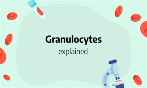 Granulocytes: immature cells, normal range and absolute count