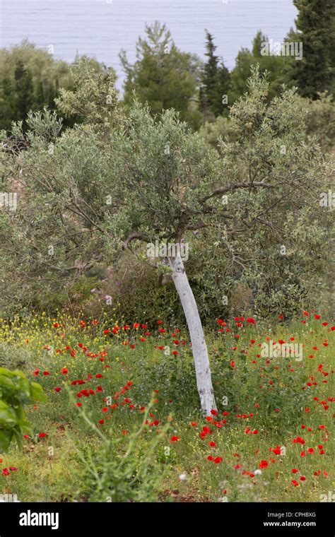 Olive Tree With Red Poppies Lefkada Greece Stock Photo Alamy