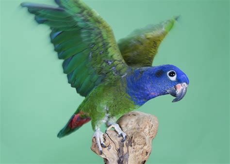 Pionus Parrot A Comprehensive Guide To The Pionus World