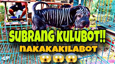 Bocaue Pet Market Latest Update Daming Murang Petsdecember