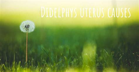 Which Are The Causes Of Didelphys Uterus