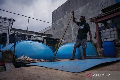 Pemanfaatan Limbah Kotoran Ternak Jadi Energi Biogas ANTARA News