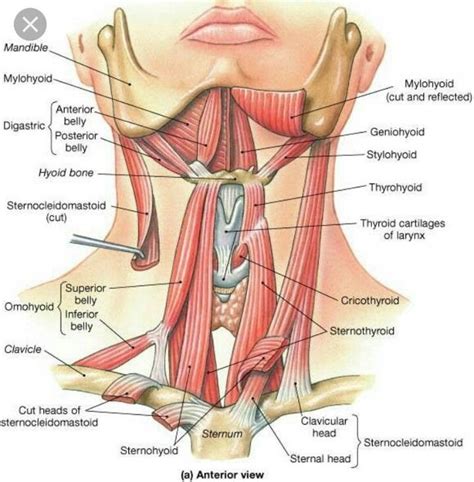 Muscles Attached to Hyoid Bone Poster - Etsy