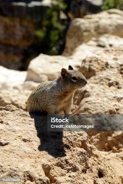 Alberts Squirrel And Called The Tasseleared Squirrel At The Grand