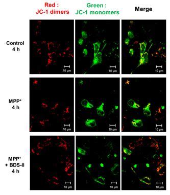 JC-1 - Mitochondrial Membrane Potential Assay Kit (ab113850) | Abcam