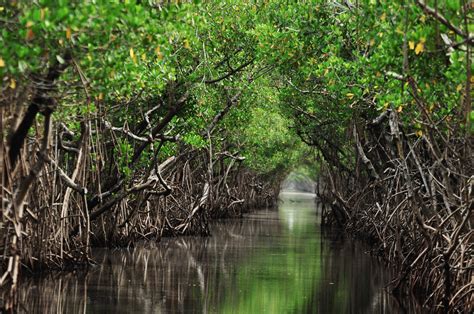 Ways Wwf Is Restoring Mangroves For Climate Resilience Biodiversity