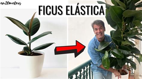 Cuidados Del Ficus El Stica Gu A Completa Para Mantener Esta Planta En