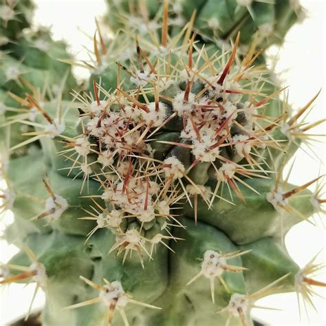 Ferocactus Stainesii F Mostruosa Cm Cactaceae Giromagi Vendita