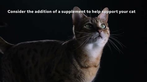 Pro Plan Supplements For Cats Purina