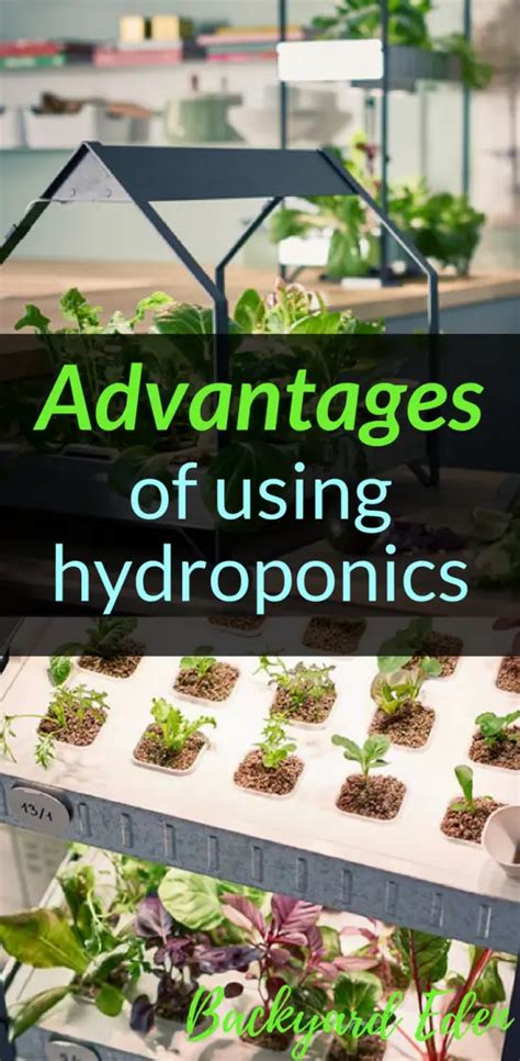 Advantages Of Using Hydroponics Backyard Eden