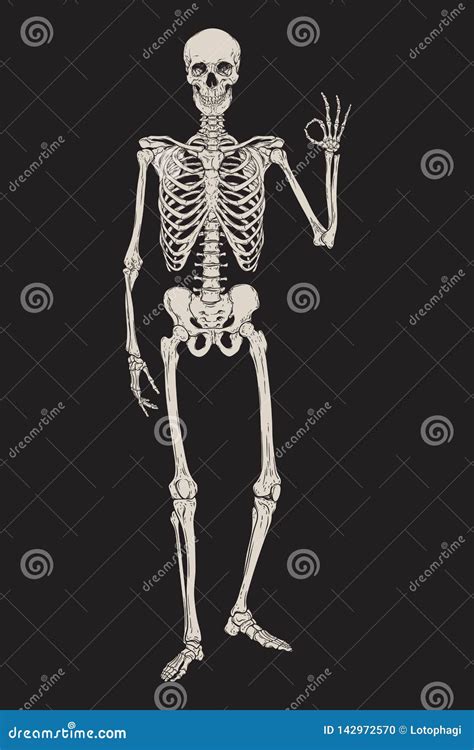 Human Skeleton Posing Isolated Over Black Background Vector