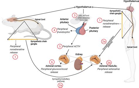 The Mammalian Stress Response And Roles Of Sympathetic Nervous System