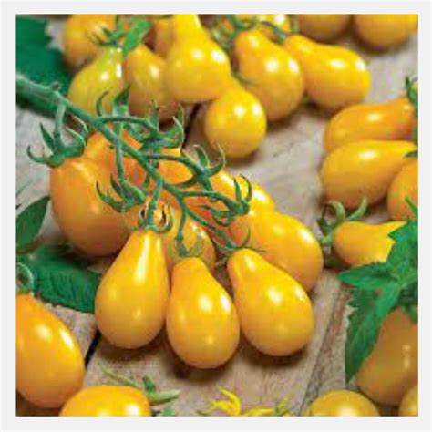 Tomato Yellow Pear Seeds